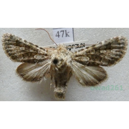 Hadena irregularis (Hufnagel, 1766) Czech47k